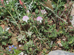 Image of Ononis reclinata L.