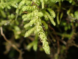 Imagem de Claopodium crispifolium Renauld & Cardot 1893