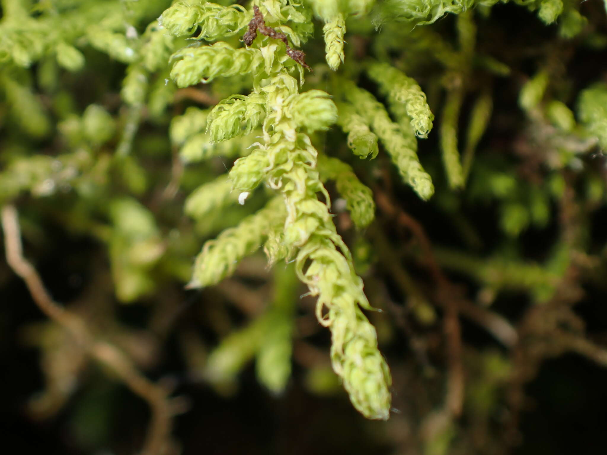 Image de Claopodium crispifolium Renauld & Cardot 1893