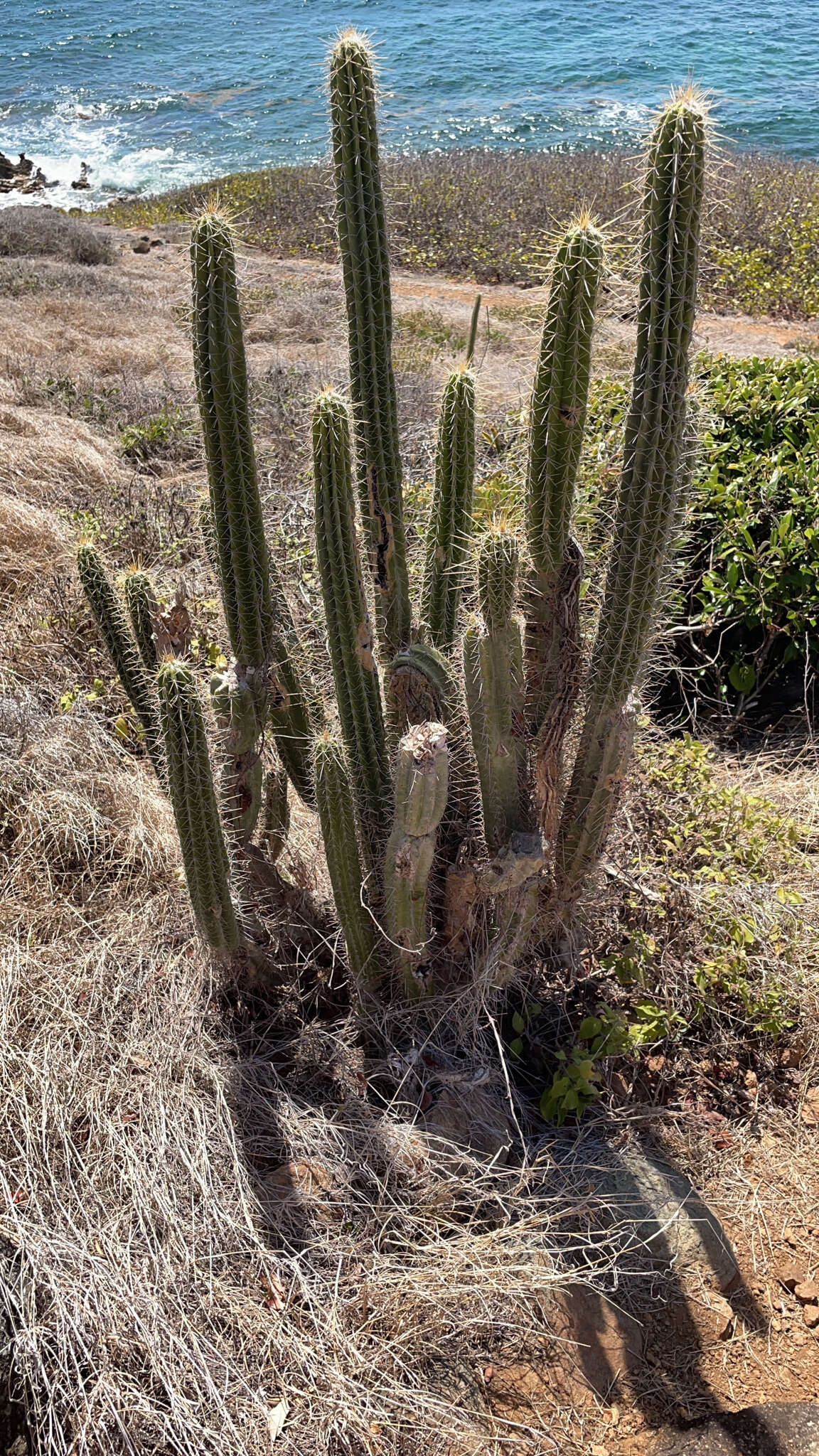 Image of Pilosocereus curtisii