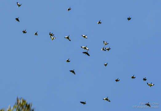 Image of Canary-winged Parakeet