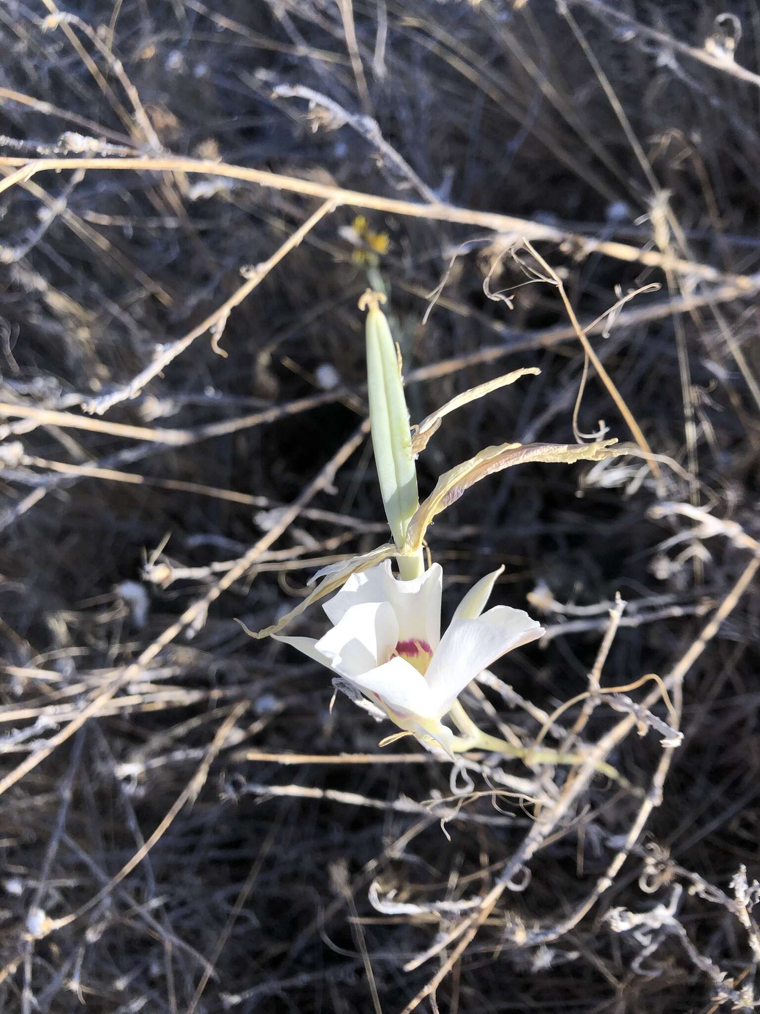 Image of Nez Perce mariposa lily