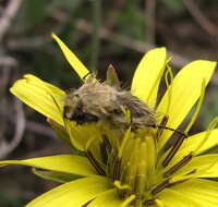 صورة Pygopleurus vulpes (Fabricius 1781)