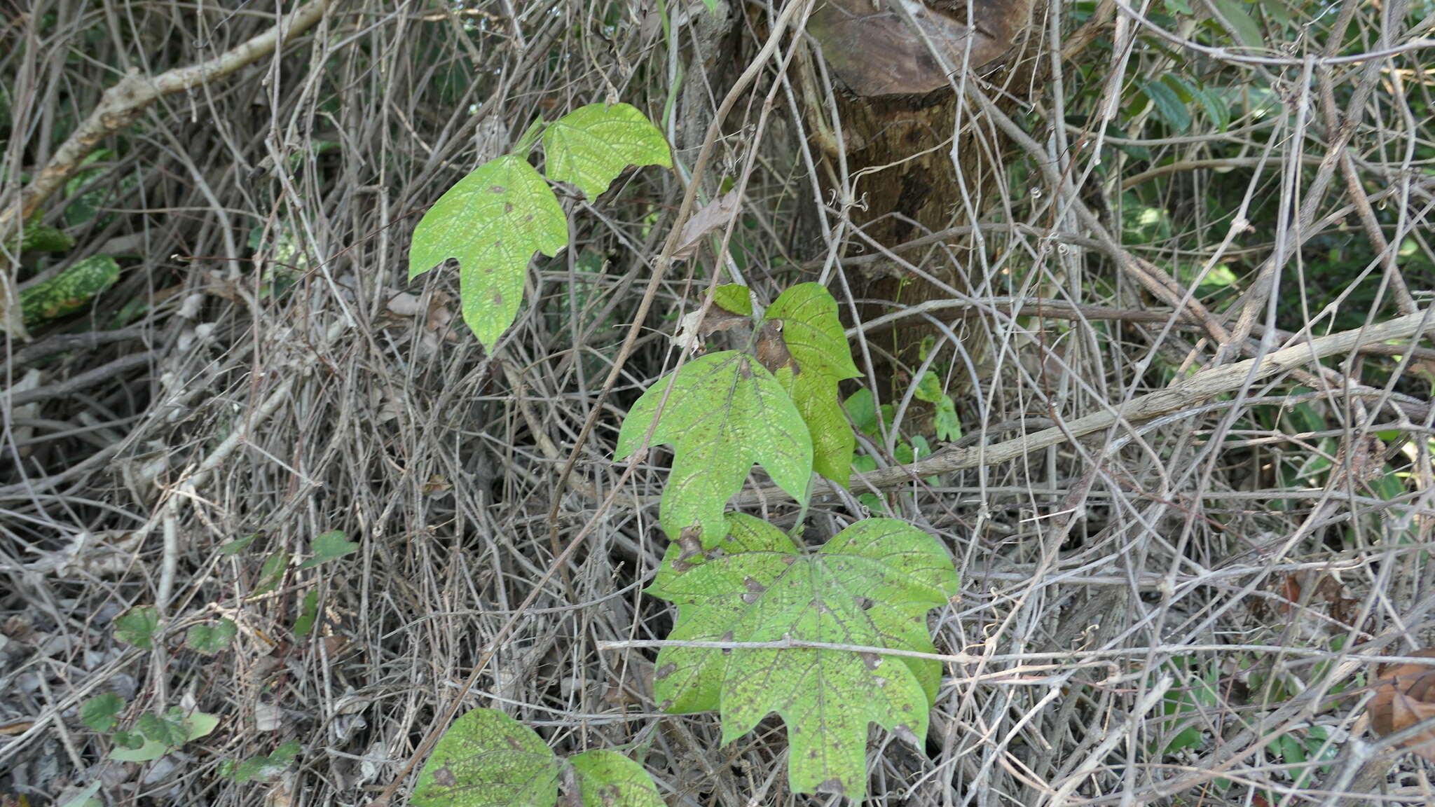 Image of <i>Pueraria montana</i> var. <i>thomsonii</i>