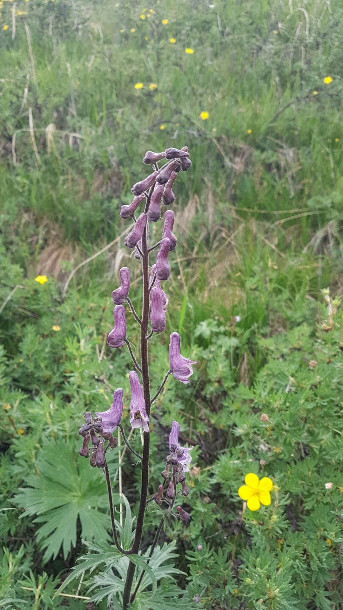 Aconitum septentrionale subsp. rubicundum (Fisch.) V. N. Voroschilov resmi