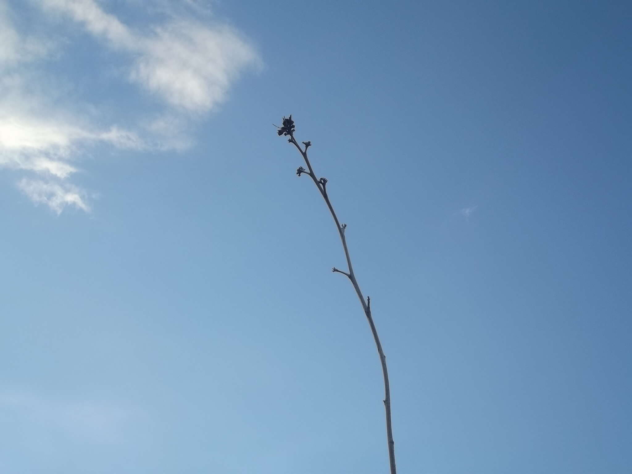 Image of Agave sobria subsp. roseana (Trel.) Gentry