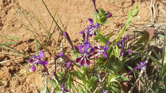 Image of Lapeirousia jacquinii N. E. Br.