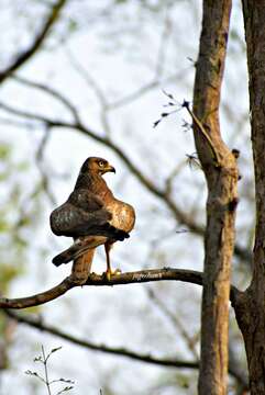 Image of White-eyed Buzzard