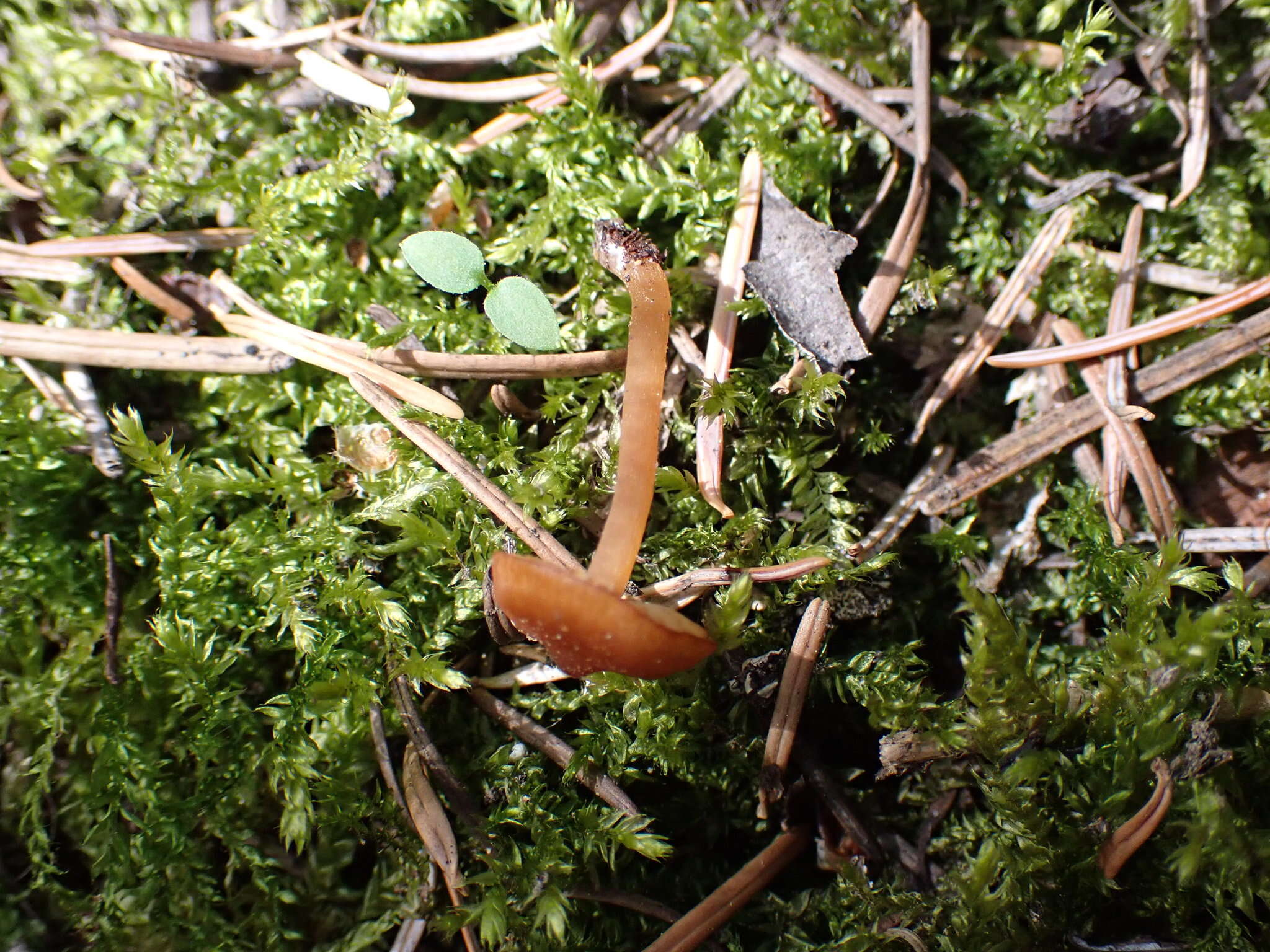 Image of Rhodophana nitellina (Fr.) Papetti 2014