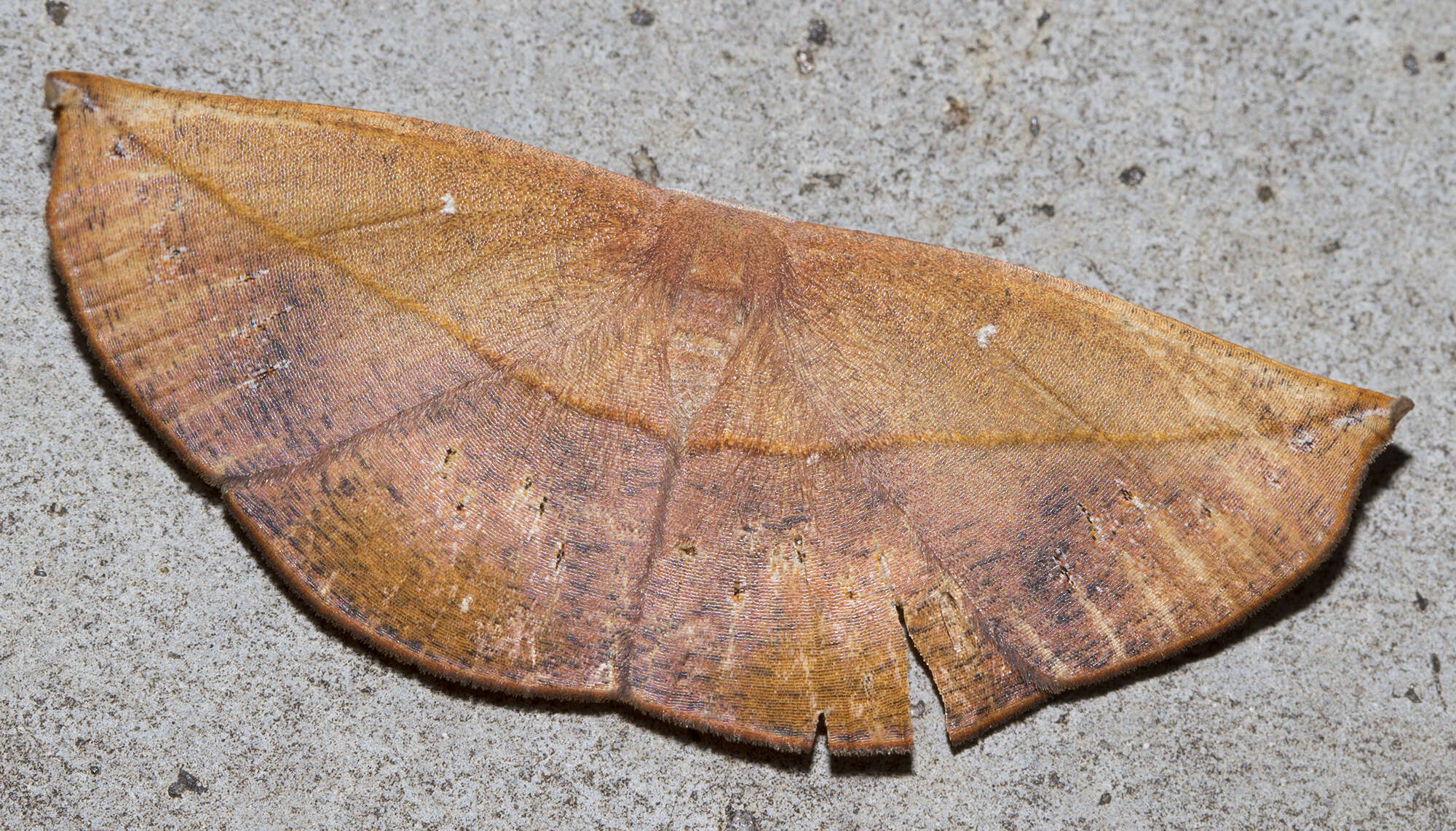 Image of Decetia subobscurata Walker 1862