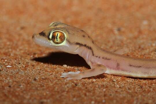 Image of Trigonodactylus Haas 1957