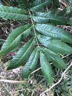 Image of Flindersia schottiana F. Müll.