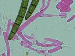 صورة Hypomyces papulasporae Rogerson & Samuels 1985