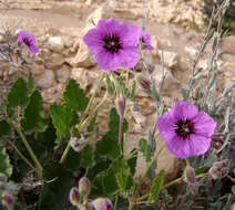 Слика од Erodium arborescens (Desf.) Willd.