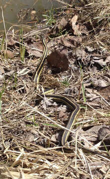 Image of Thamnophis sirtalis sirtalis (Linnaeus 1758)