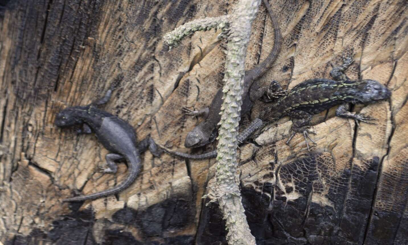 Image of Anahuacan Bunchgrass Lizard