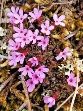 Image of Gorman's dwarf-primrose