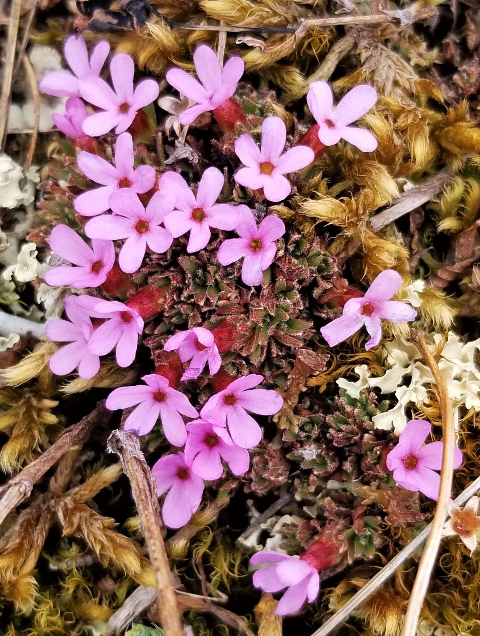 Image of Gorman's dwarf-primrose