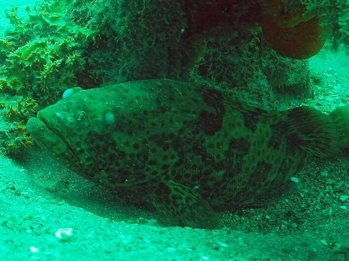 Image of Estuary Cod