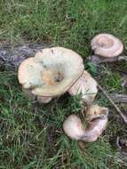 Image of Lactarius chelidonium Peck 1872