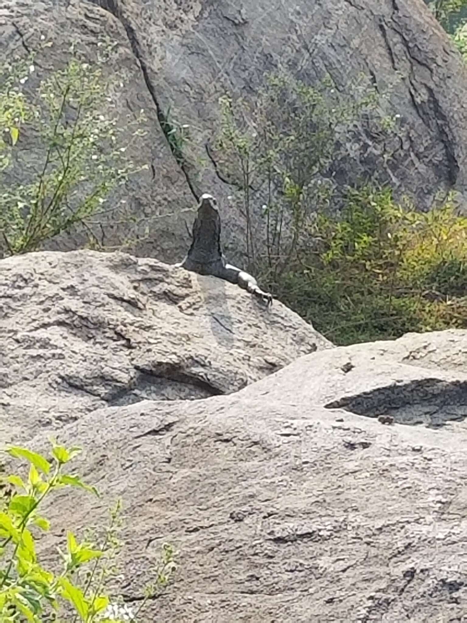 Image of Bengal Monitor Lizard