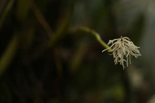 Imagem de Bulbophyllum cauliflorum Hook. fil.