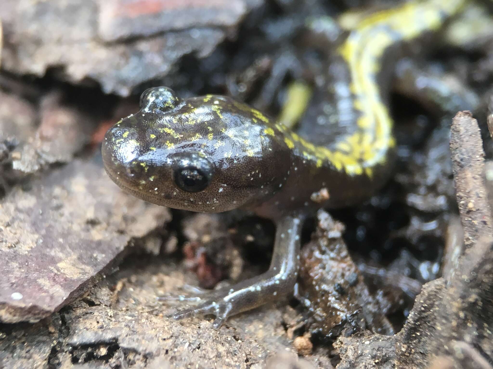 Image of Ambystoma macrodactylum sigillatum Ferguson 1961