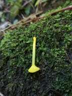 Imagem de Hygrocybe chromolimonea (G. Stev.) T. W. May & A. E. Wood 1995