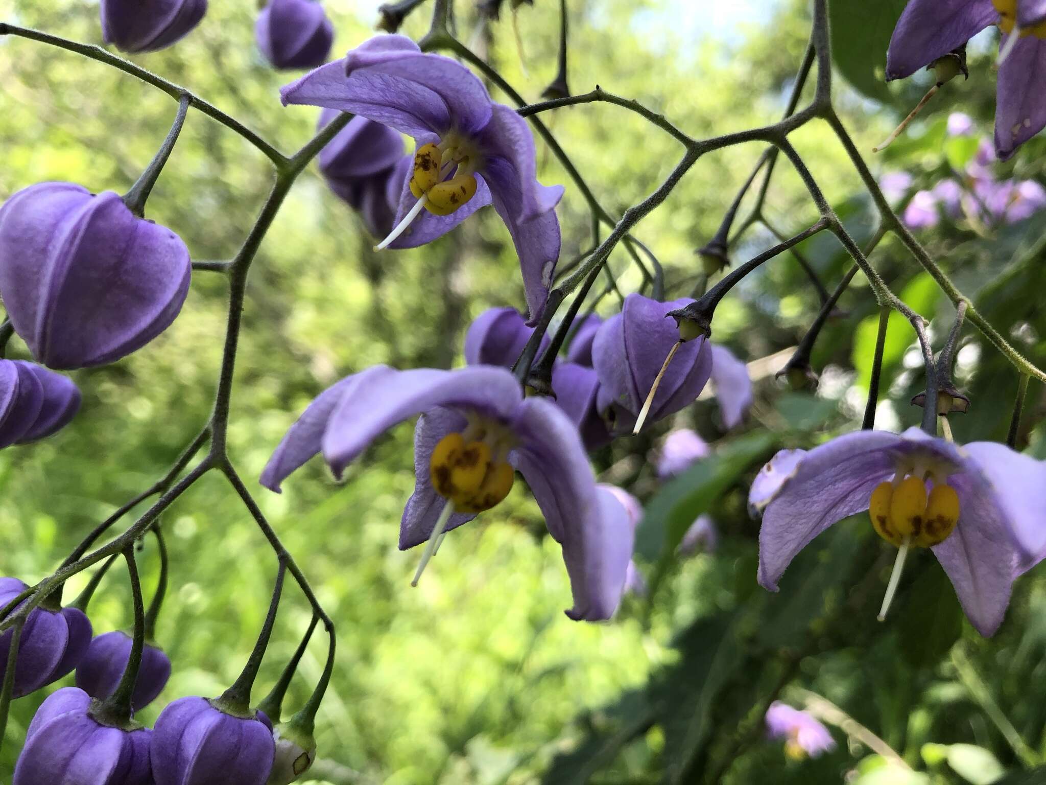 Image de Solanum dulcamaroides Dun.