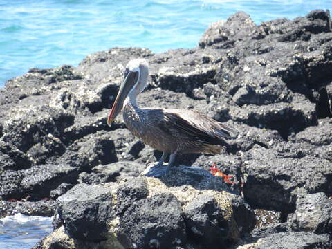 Image of Pelecanus occidentalis urinator Wetmore 1945