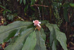 Image of Alpinia sessiliflora Kitam.