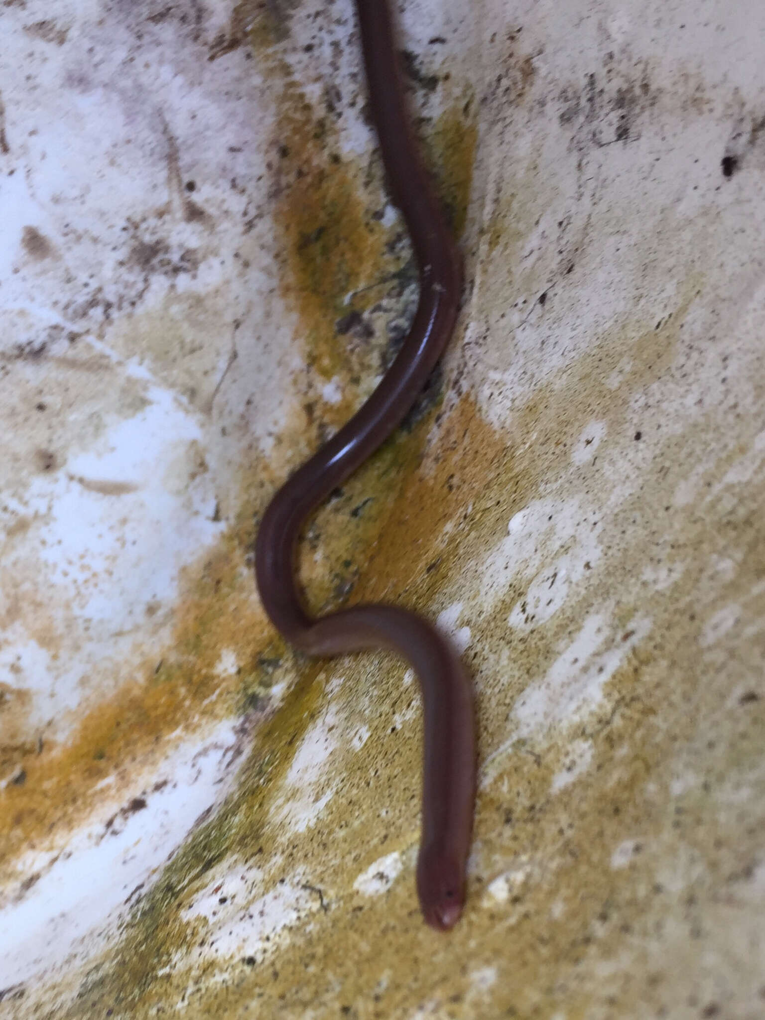 Image of Puerto Rican Coastal Blindsnake