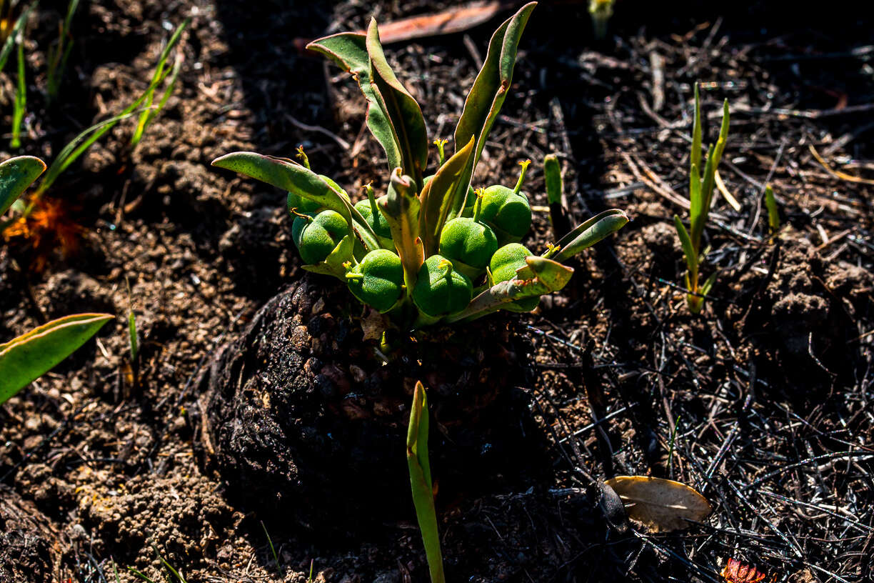 صورة Euphorbia bupleurifolia Jacq.