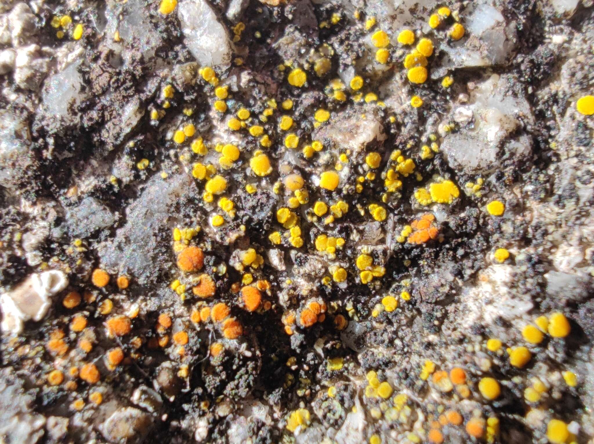 Image of Hidden goldspeck lichen