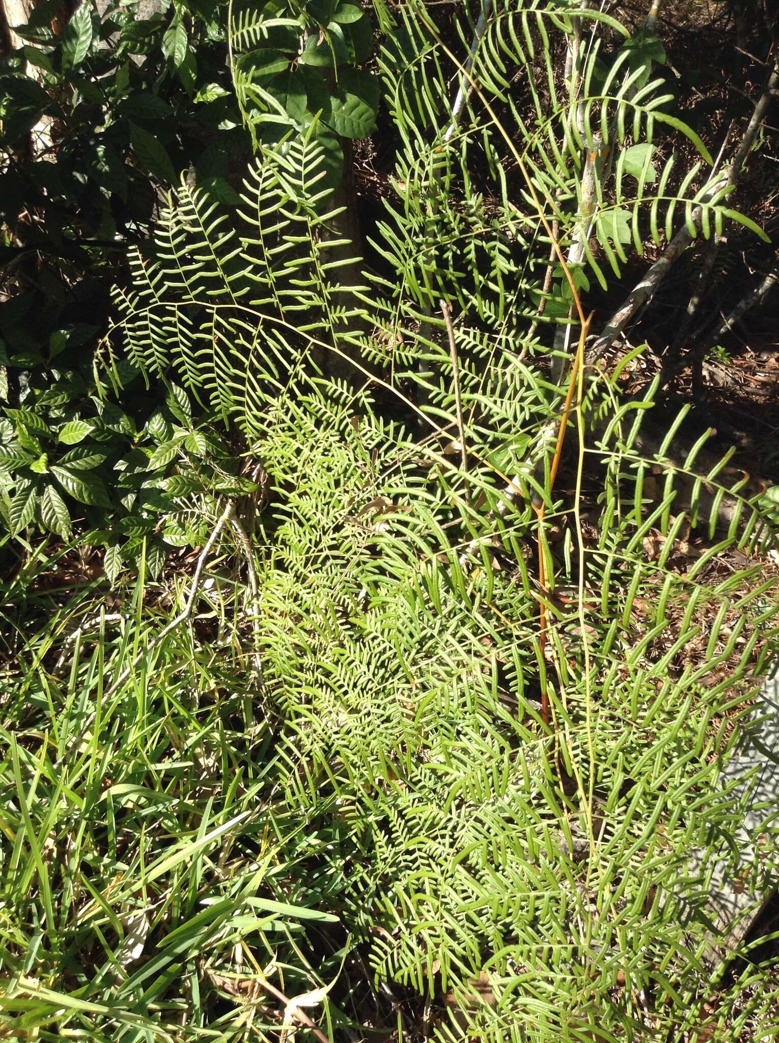 Слика од Pteridium caudatum (L.) Maxon