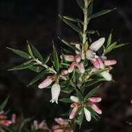 Image of Lissanthe strigosa subsp. subulata (R. Br.) J. M. Powell