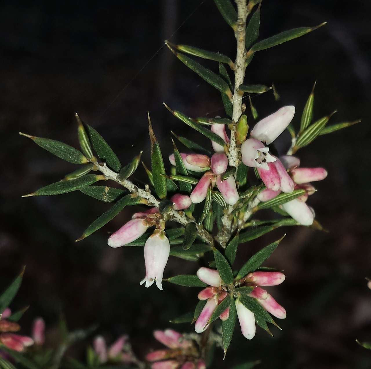 Imagem de Lissanthe strigosa subsp. subulata (R. Br.) J. M. Powell