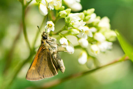 Image of Tawny-edged Skipper