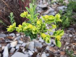 Sivun Euphorbia beamanii M. C. Johnst. kuva