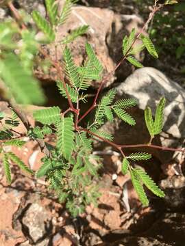 Слика од <i>Mimosa uraguensis</i>