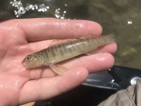 Image of Texas logperch