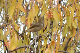 Image of Crescent Honeyeater