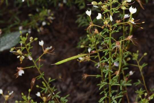 Image of large clammyweed