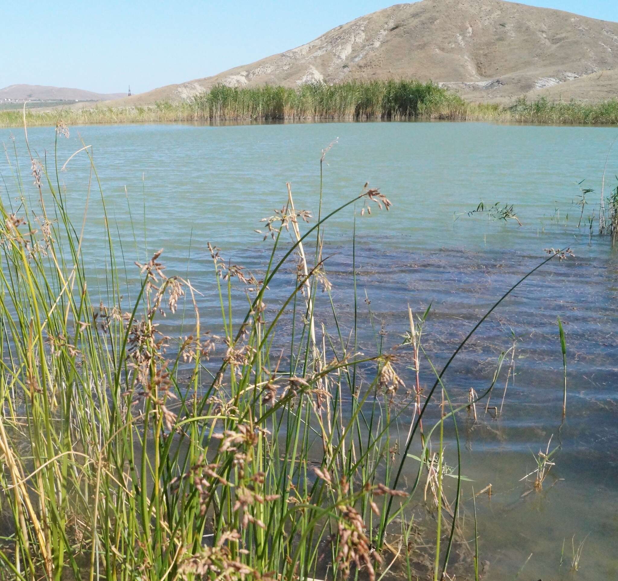 Image of Plumes of Water from the bristles