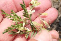 Image of looseflower milkvetch