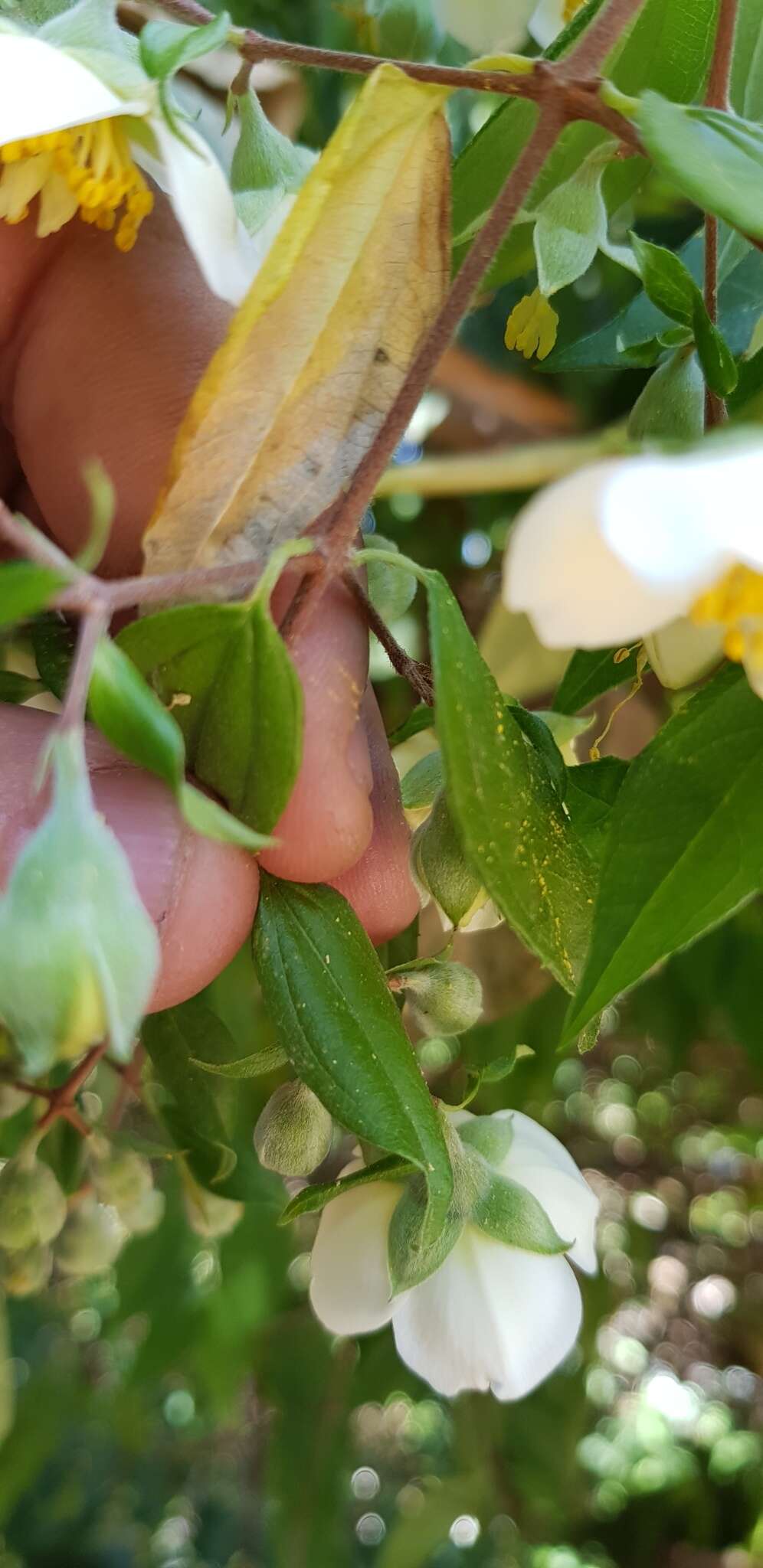 Image of Philadelphus mexicanus Schltdl.