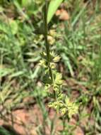 Image of Stachys nigricans Benth.