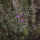 Image of Dalea saffordii (Rose) Bullock