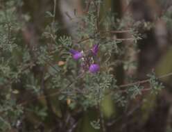 Image of Dalea saffordii (Rose) Bullock