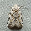 Characoma distincta Bethune-Baker 1906 resmi